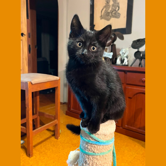 Photo of Tilli ** 2nd Chance Cat Rescue**