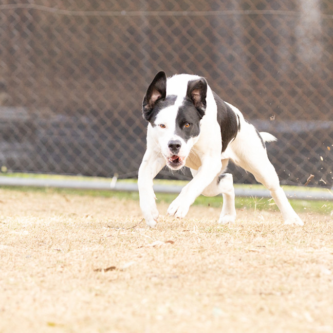 Photo of Daisy