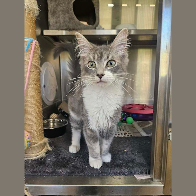Photo of Silver