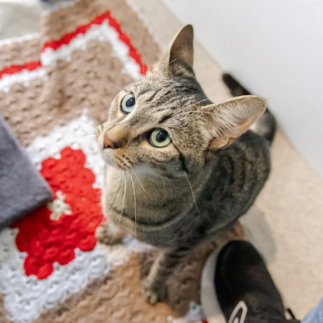 Photo of Lucky Tiger