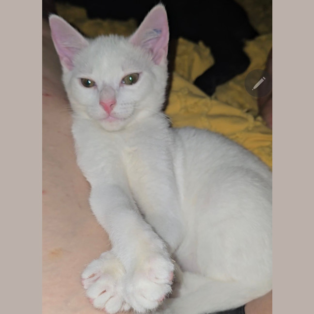 Photo of Cauliflower