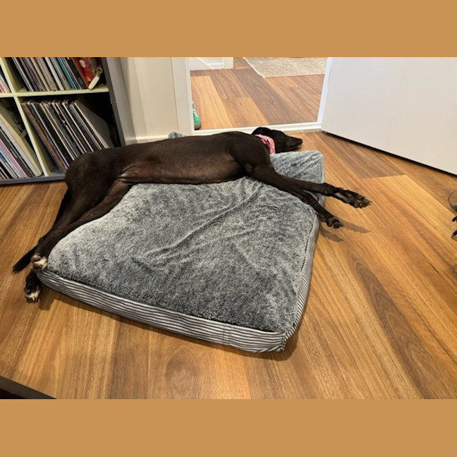 Photo of Misty, The Greyhound