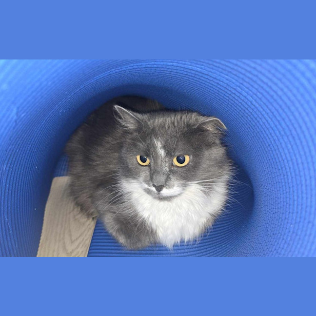 Photo of Milkshake