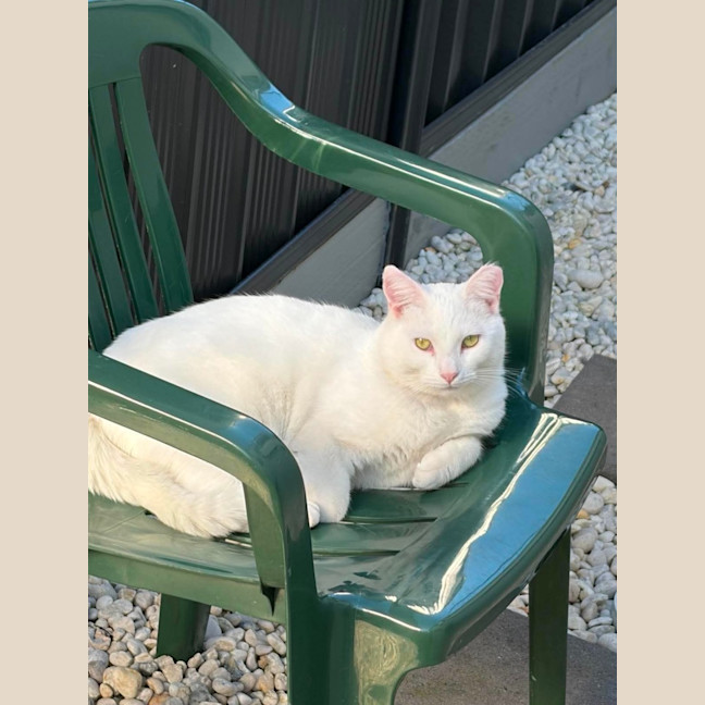 Photo of Jasmine 