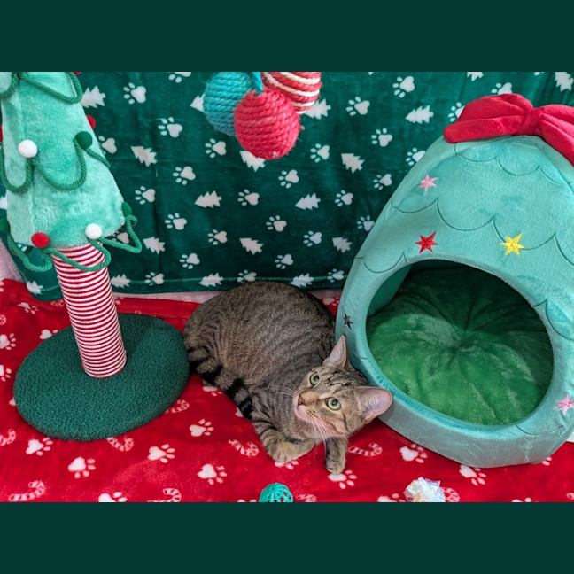 Photo of Maple 