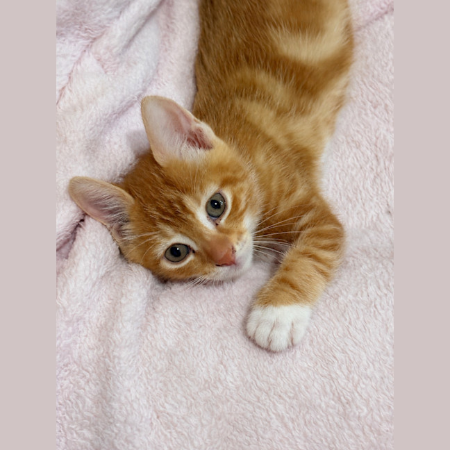 Photo of Simba 🐈🧡