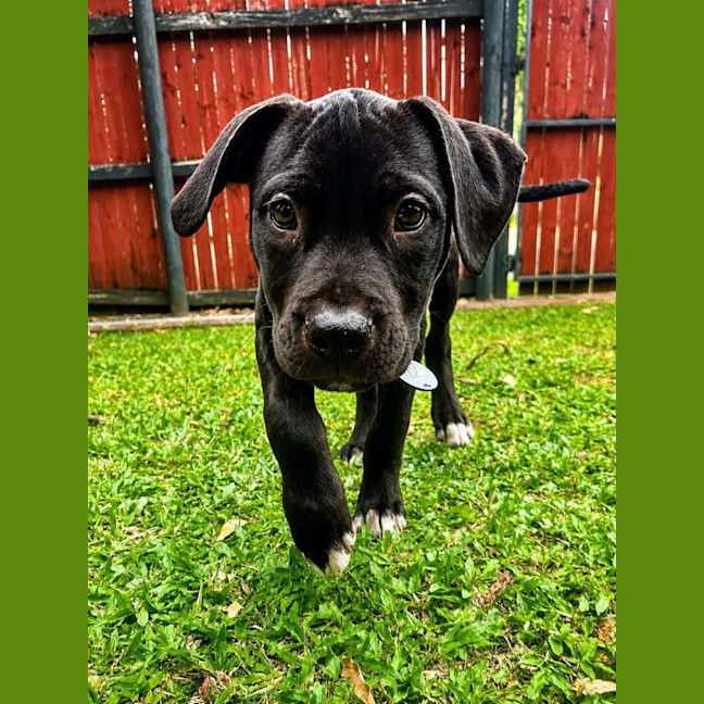 Photo of Harry Paw Ter