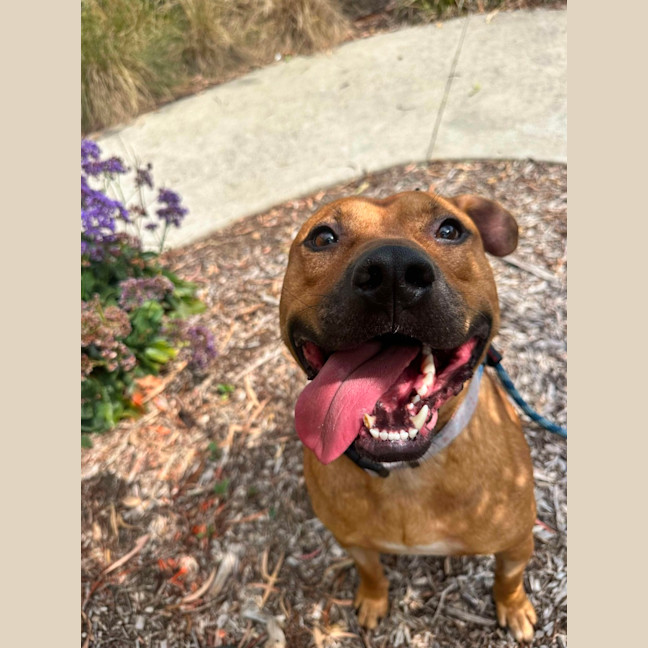 Photo of 🧅 Hollandaise 5770 🧅