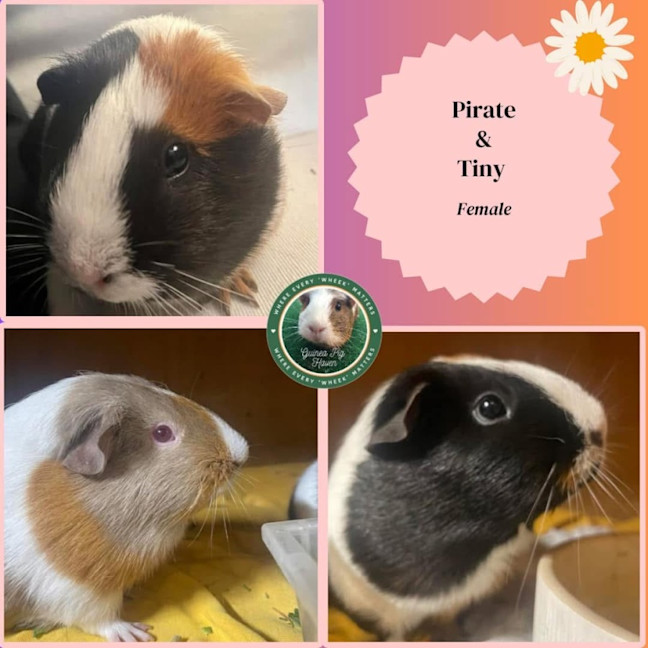 Photo of Pirate & Tiny