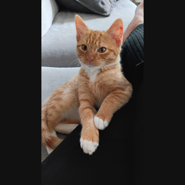 Photo of Snickers