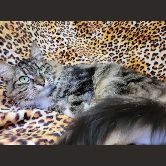 Photo of Georgie🍀