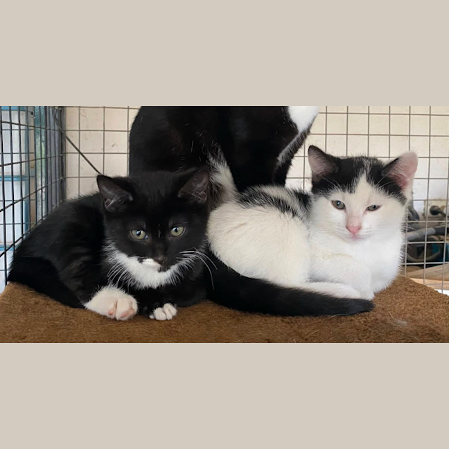 Photo of  Iris & Blossom