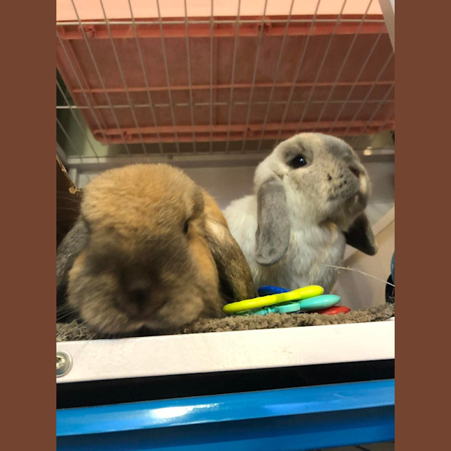 Photo of Caramel And Snowy