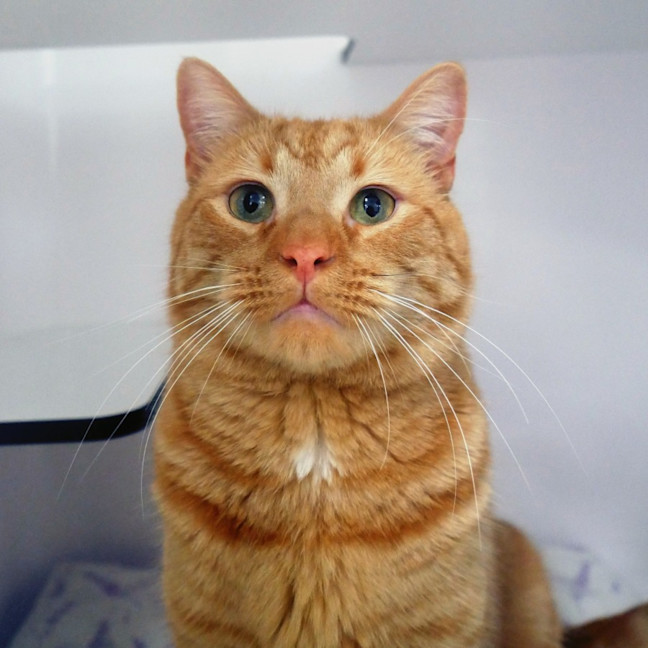 Photo of Louie Sua012959