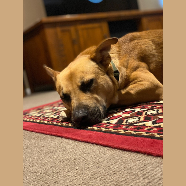 Photo of Bucky   1 Year Old German Shepherd X