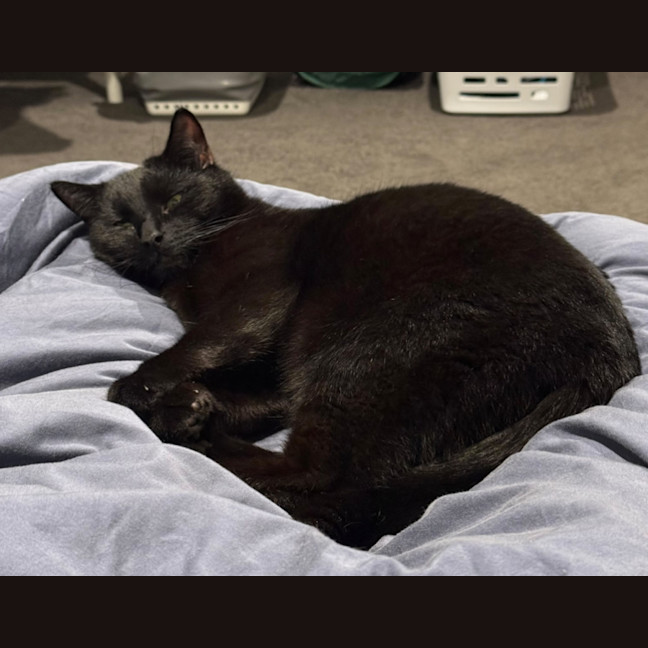 Photo of Otis