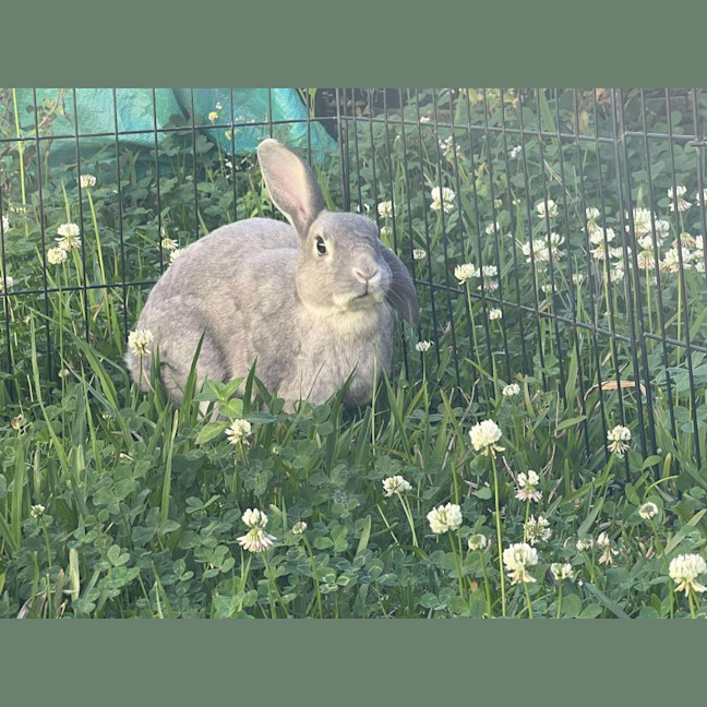 Photo of Millie (W Alon)