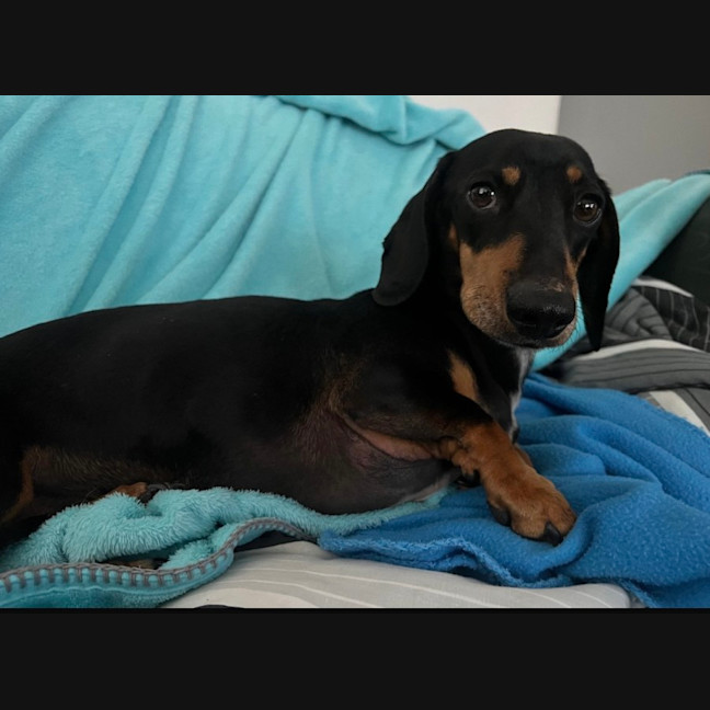 Photo of Scooby   4 Year Old Miniature Dachshund