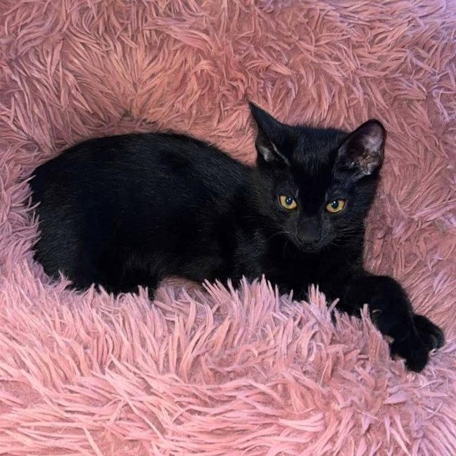 Photo of 11960   Axel