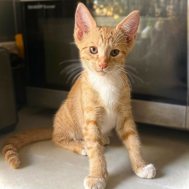 Photo of Tommy