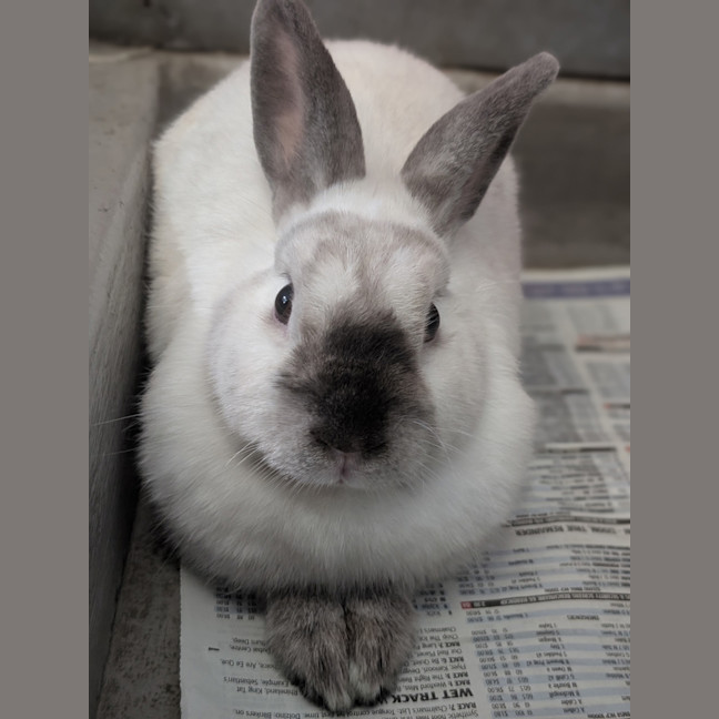 Photo of Muffin 