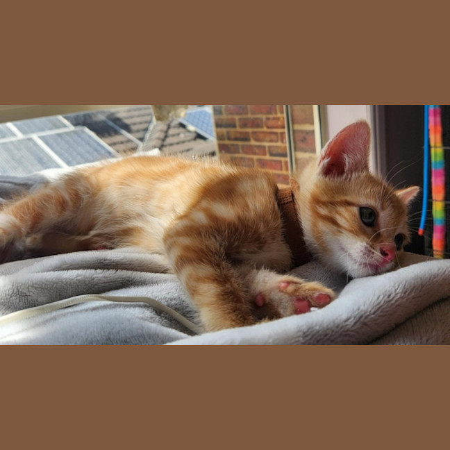 Photo of B1 (In Foster Care In Templestowe)