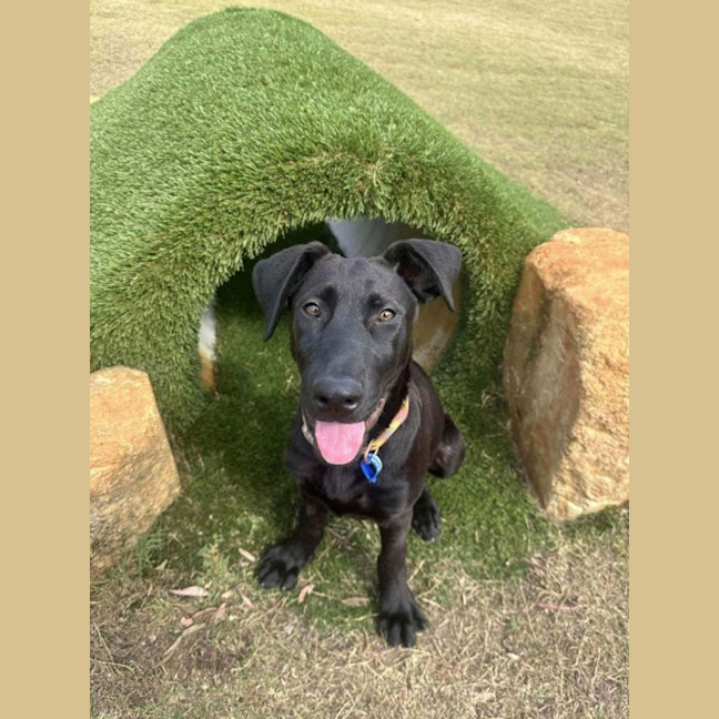 Photo of Elphaba   5 Month Old Shepherd X