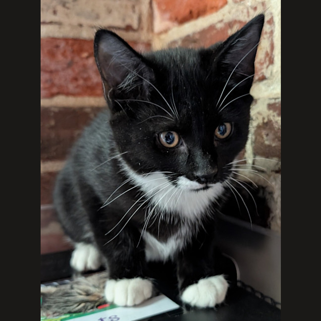Photo of Buster