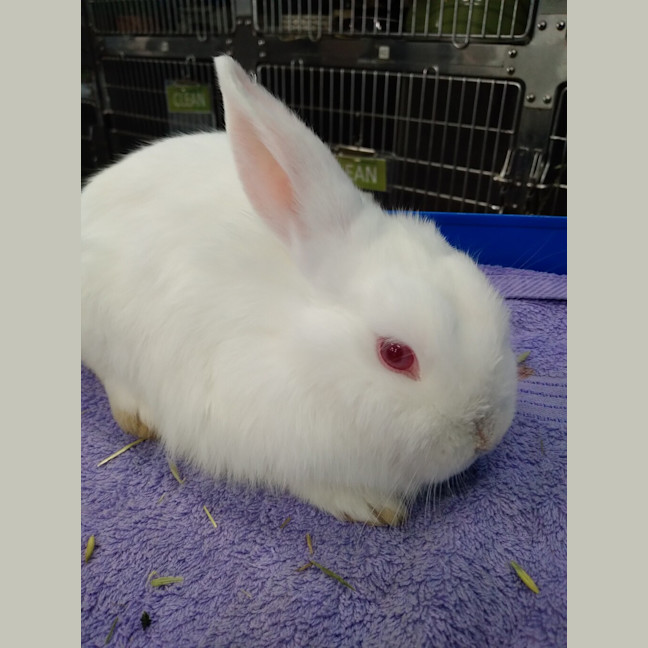Photo of Candy