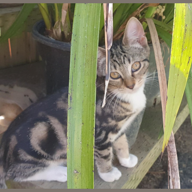 Photo of Mochi *9 Lives Project Rescue*