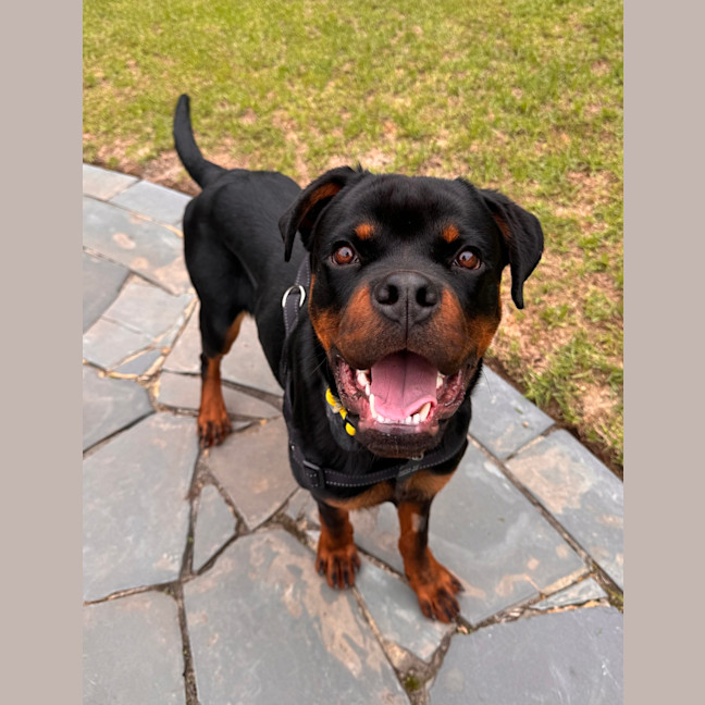 Photo of Bosco