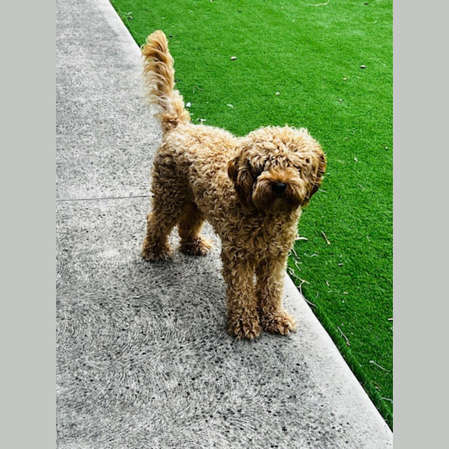 Photo of Cosmo Newhaven