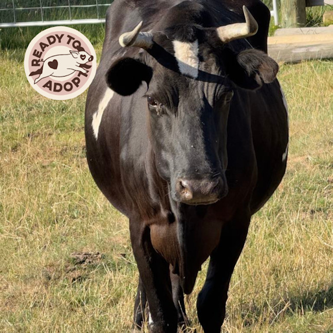 Photo of Blossom, Betsy & Toby