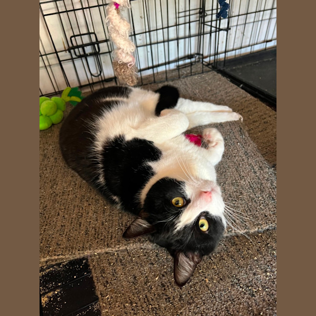 Photo of Felix   Can Transport To You