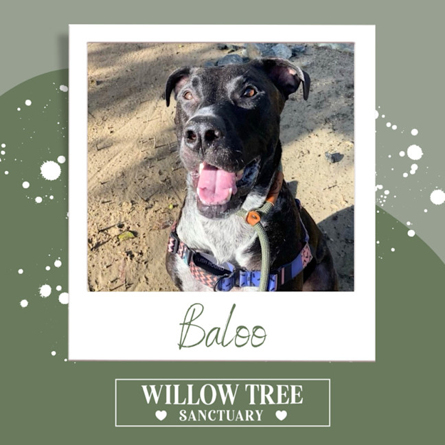 Photo of Baloo