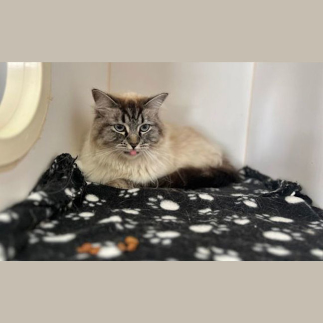 Photo of Stella 