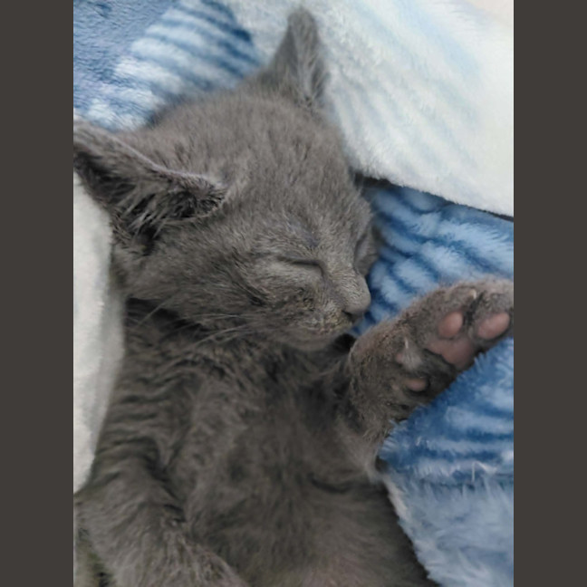 Photo of Annie