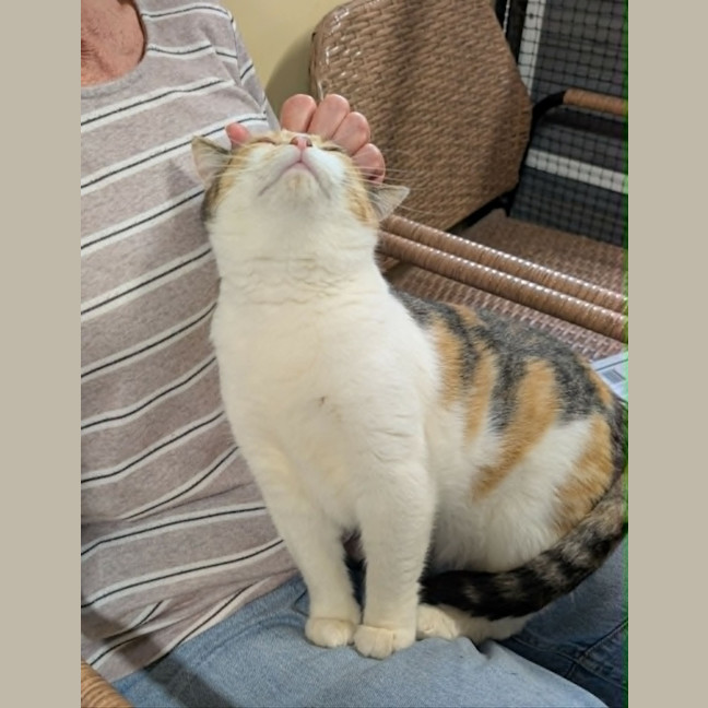 Photo of Daisy