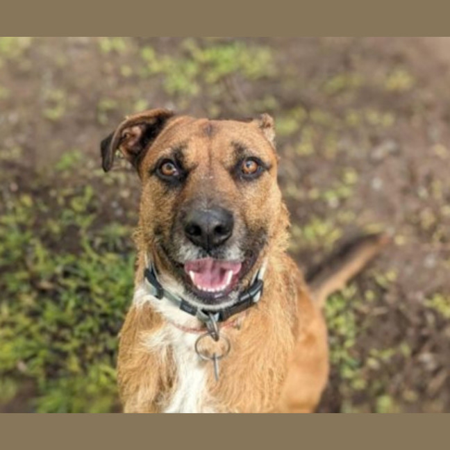 Photo of Goose 