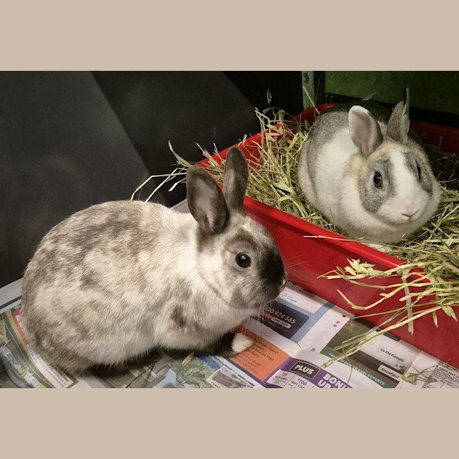 Photo of Penny (Bonded To Tabitha)