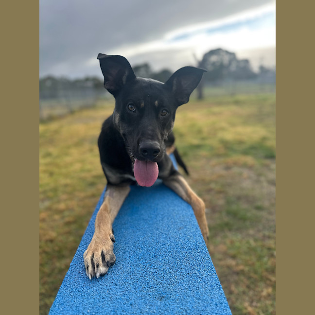 Photo of Zazu