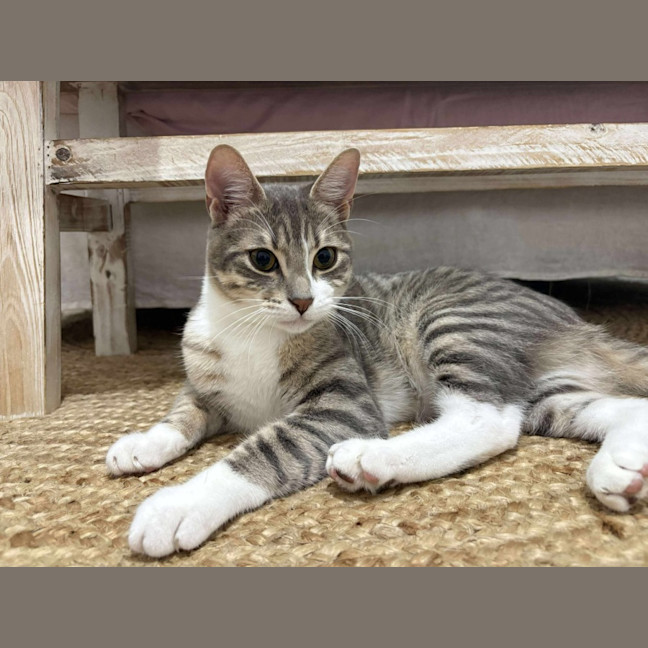 Photo of Jasper 