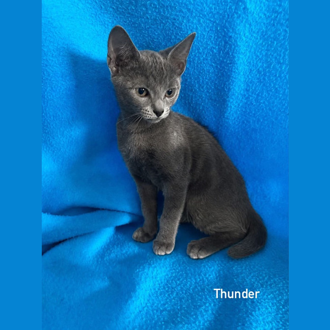Photo of Thunder