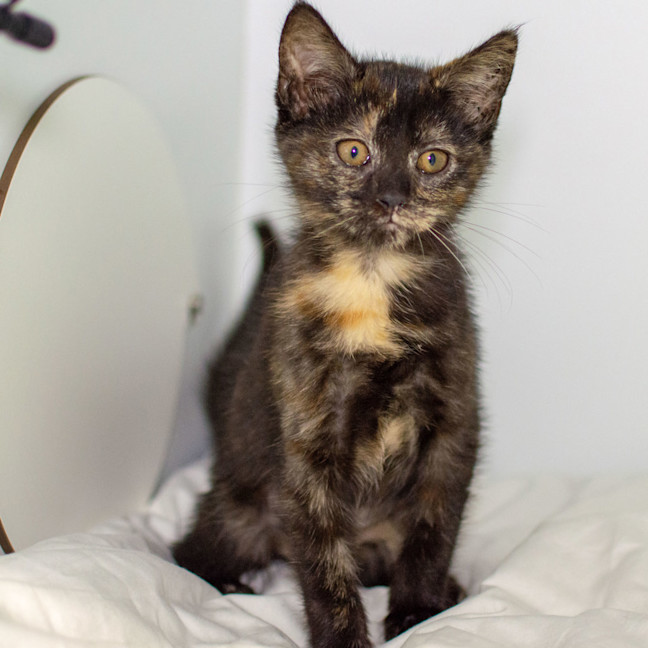 Photo of Bean