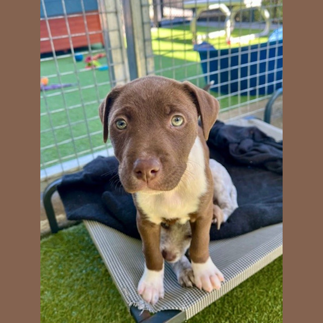 Photo of D1176 Cinnamon