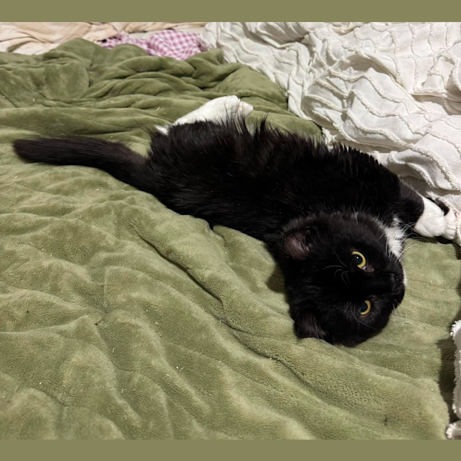 Photo of Tonka