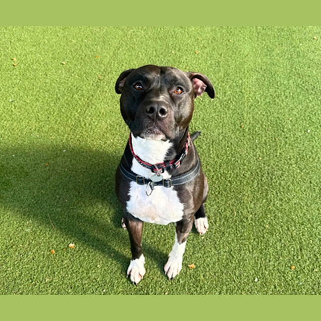 Photo of Guiness