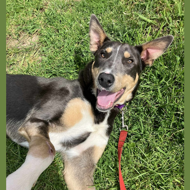 Photo of Rusty