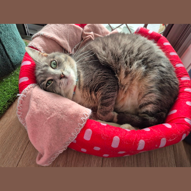 Photo of Minty