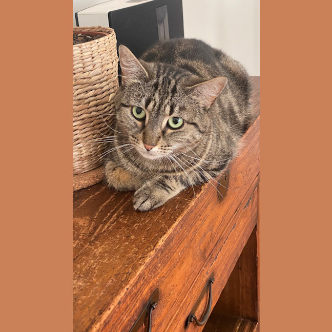 Photo of Sweet Pea